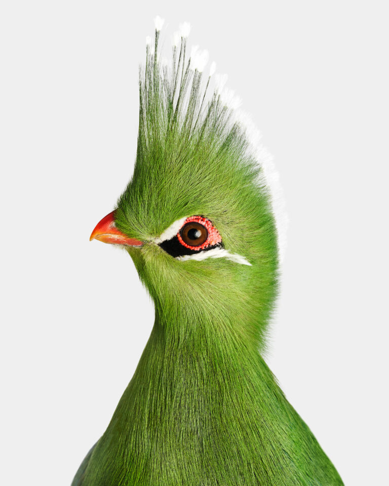 Livingstone’s Turaco