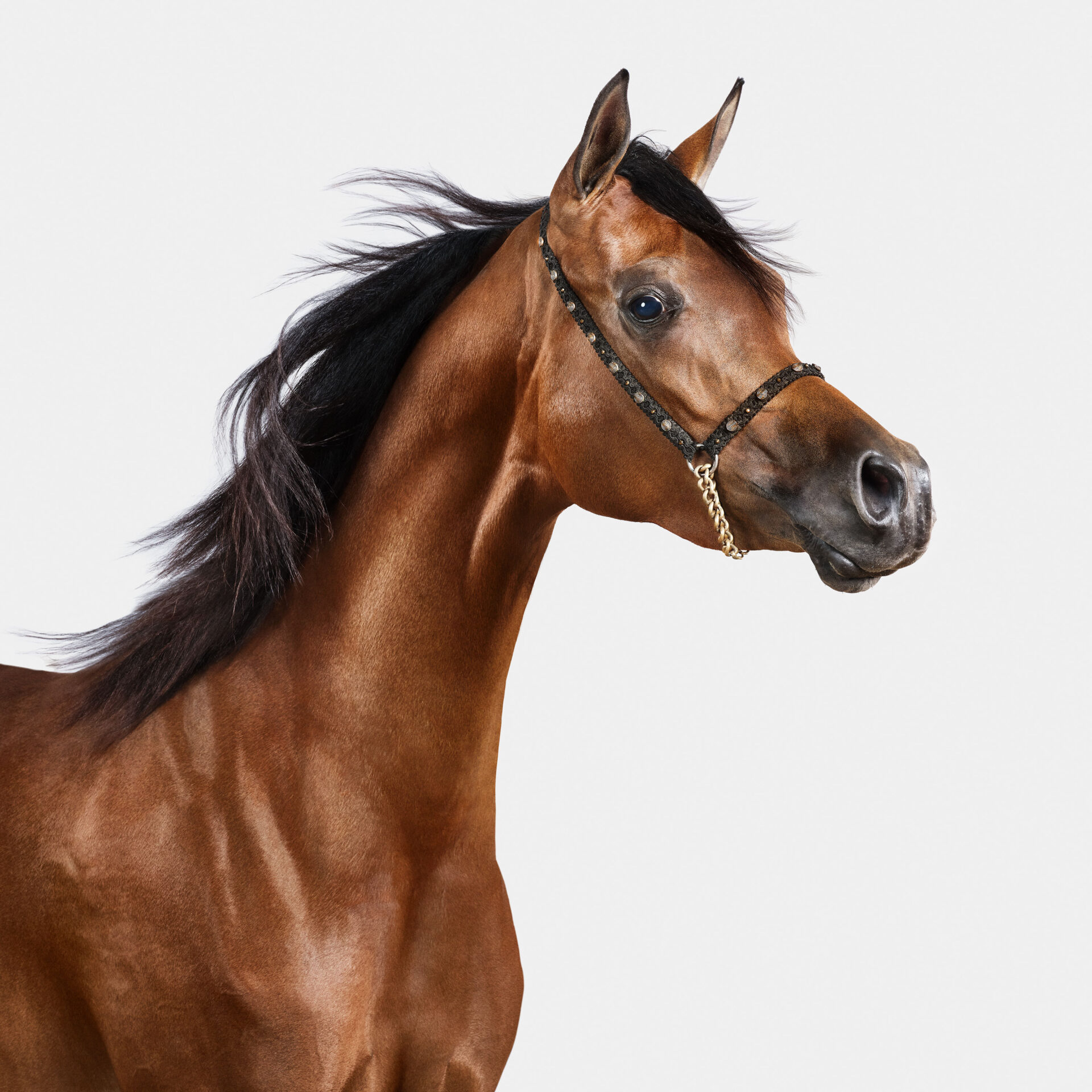 Brown Arabian Horse No. 1