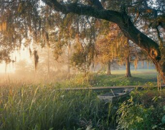 Low Country in fog, South Carolina