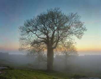 Oak at Hammerhus