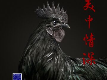 Ayam Cemani Rooster