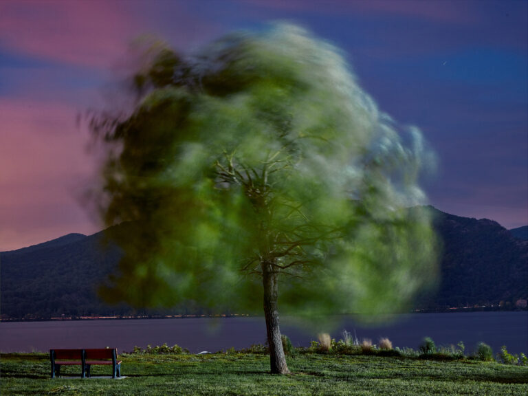 Windblown Willow, Newburgh Bay