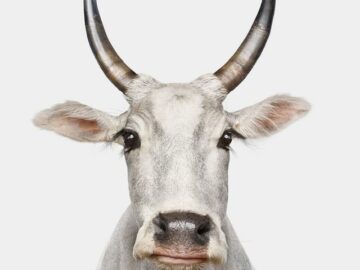 Zebu Cow No. 1