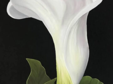 White Dove Arum Lily