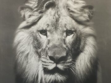 The Lion King