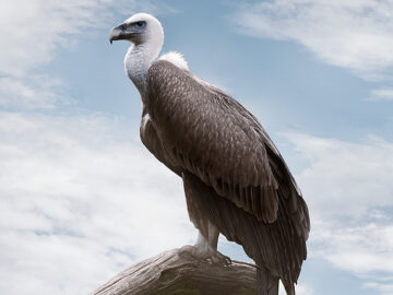 Virtuous Vulture