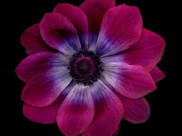 Flower 61 (Black Series)
