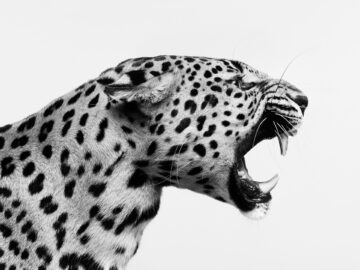Spotted Leopard Snarl (BW)