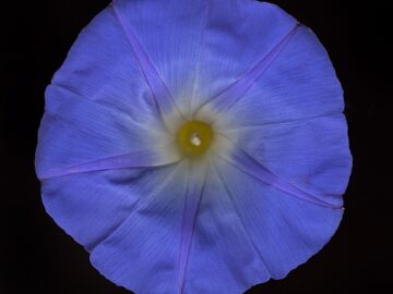 Flower 36 (Black Series)