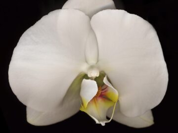 Flower 44 (Black Series)