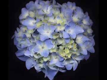 Flower 66 (Black Series)