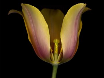 Flower 68 (Black Series)