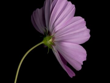 Flower 84 (Black Series)