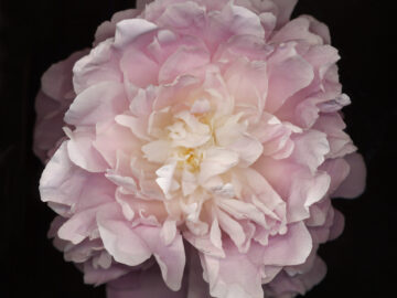 Flower 47 (Black Series)