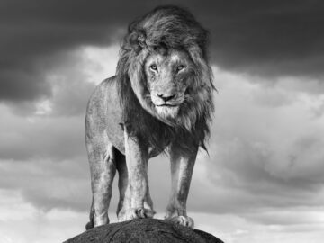 Serengeti Shall Never Die