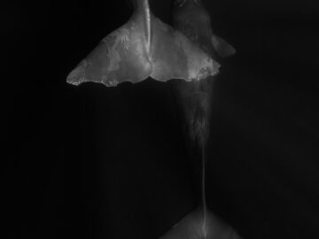 Diners, Darkness, and Dives