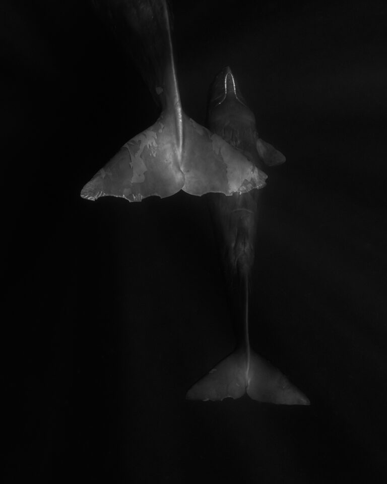 Diners, Darkness, and Dives