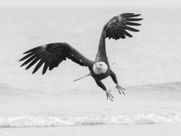 Free Bird