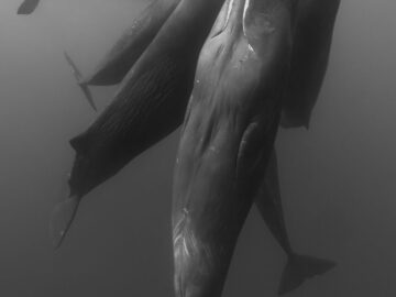 Rhapsody in Black & White