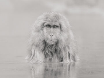Shaman BW