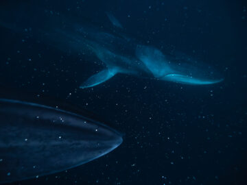 Starcruisers
