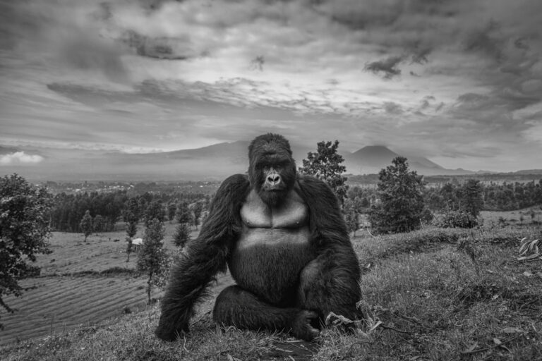 Where the Wild Things Were