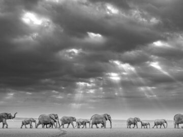 Follow the Leader, 2021