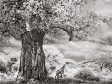 Beneath the Baobab