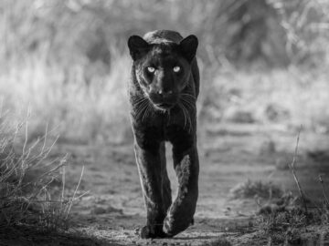 The Black Panther