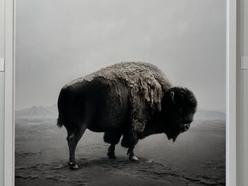 Be Here Bison (Framed)