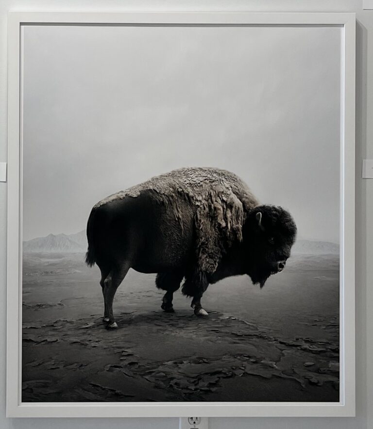 Be Here Bison (Framed)