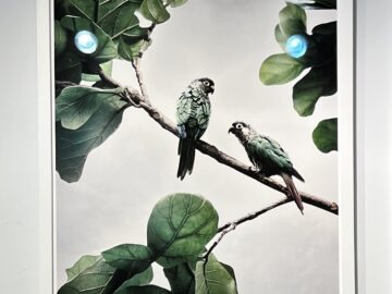 Comfort Me Conures (Framed)
