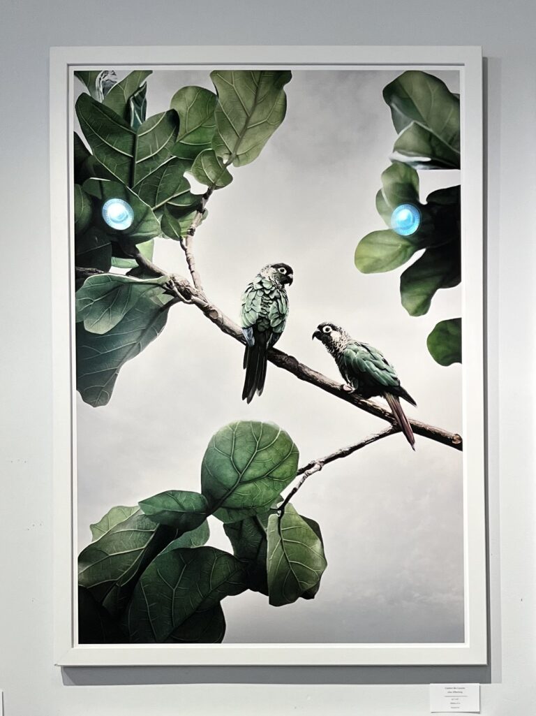 Comfort Me Conures (Framed)