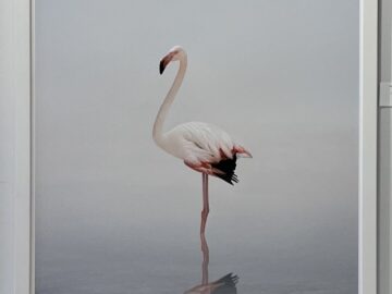 Wondering White Flamingo (Framed)