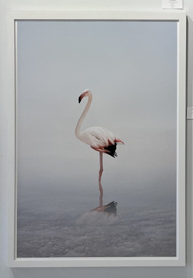 Wondering White Flamingo (Framed)