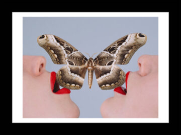 Butterfly (Framed)