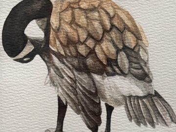 Canada Goose 2