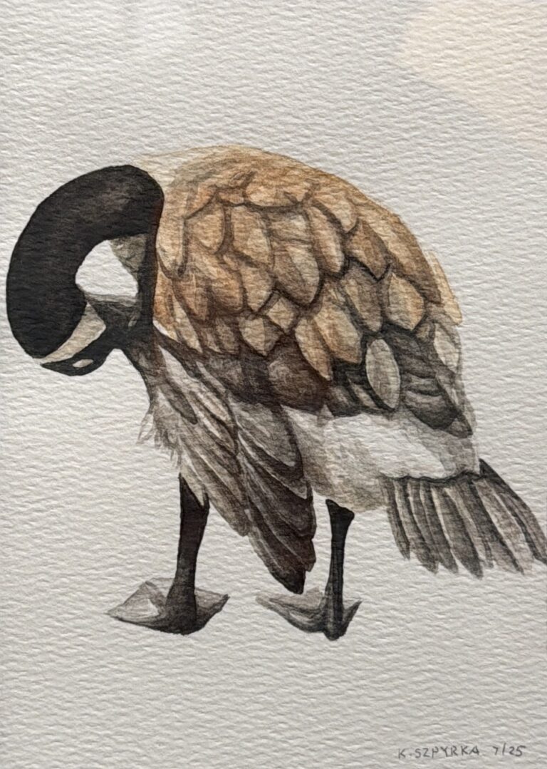 Canada Goose 2