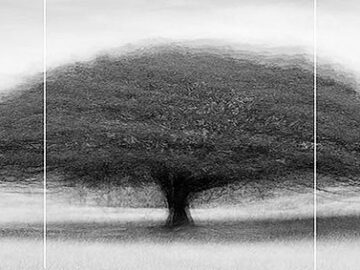 CALI #8 B/W TRIPTYCH