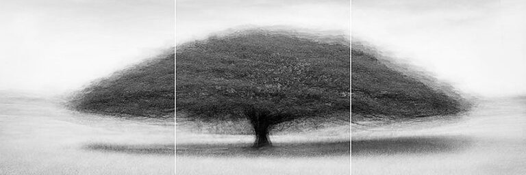 CALI #8 B/W TRIPTYCH