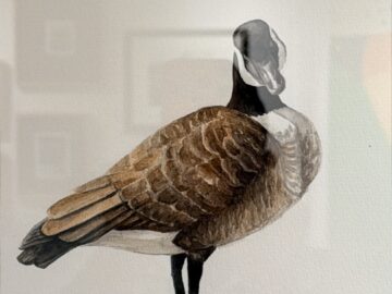 Canada Goose 1