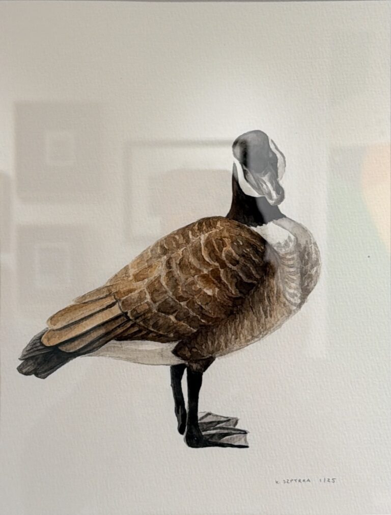Canada Goose 1
